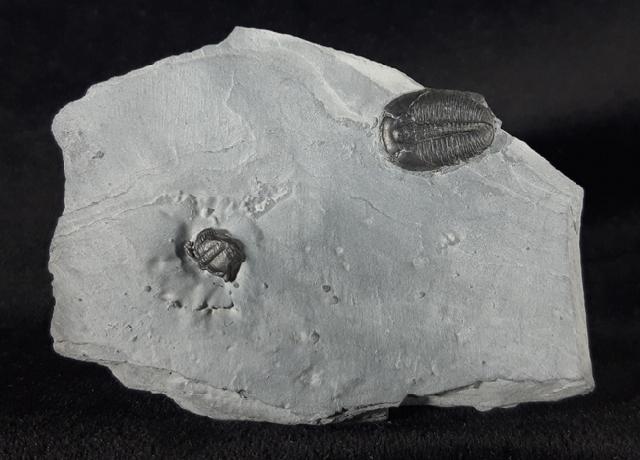 Elrathia kingii (MEEK 1870)  - Bild &copy; FossNet FossilienStore